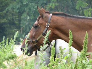 Картинка feather bret 02 животные лошади