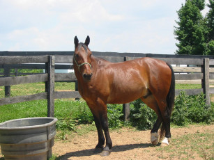 Картинка feather bret животные лошади