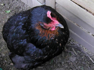 Картинка her name was schwarzi животные куры петухи