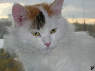 Картинка животные коты