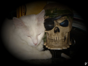 Картинка животные коты