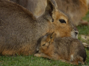 обоя животные, мары