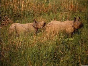 Картинка животные носороги