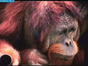 Картинка животные обезьяны