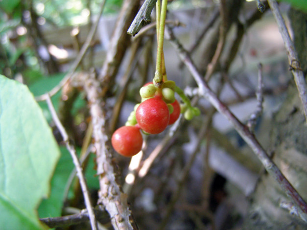 Обои картинки фото 