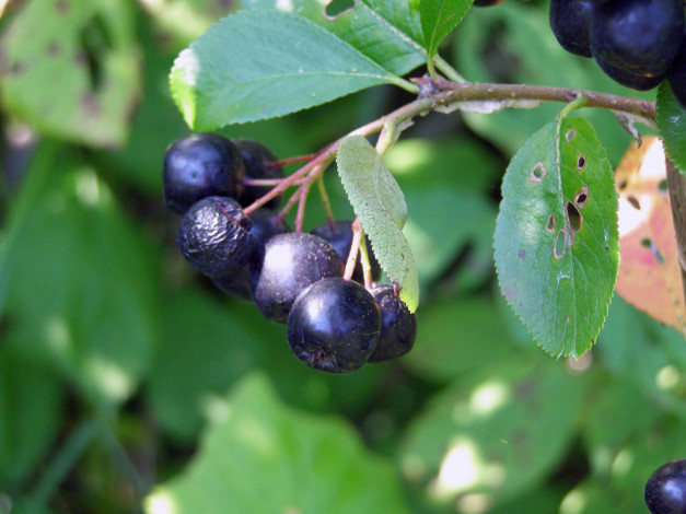 Обои картинки фото 