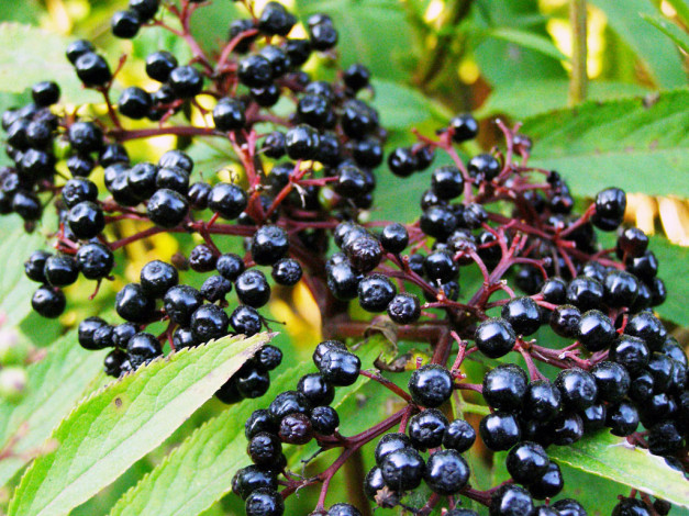 Обои картинки фото 