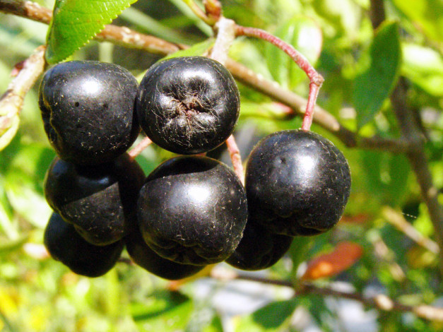 Обои картинки фото 