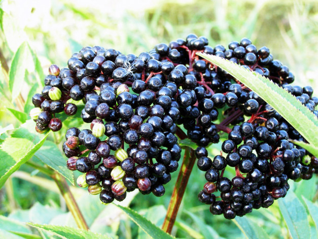 Обои картинки фото 