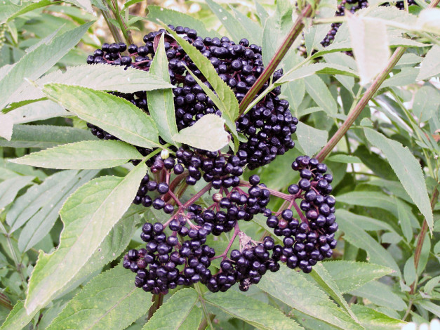 Обои картинки фото 