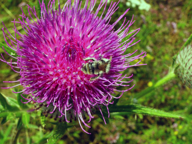 Обои картинки фото цветы, Чертополох, репейник