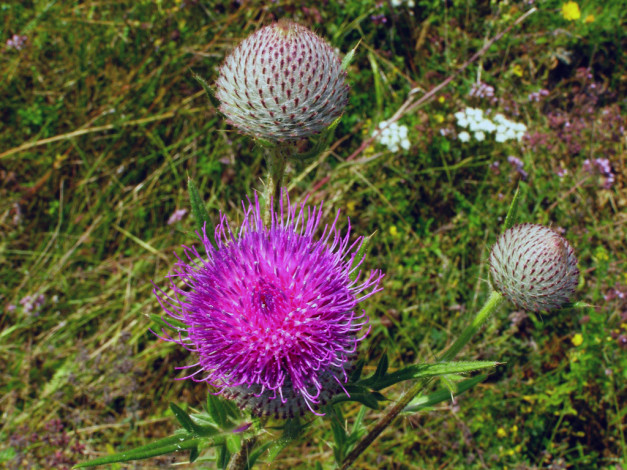 Обои картинки фото цветы, Чертополох, репейник
