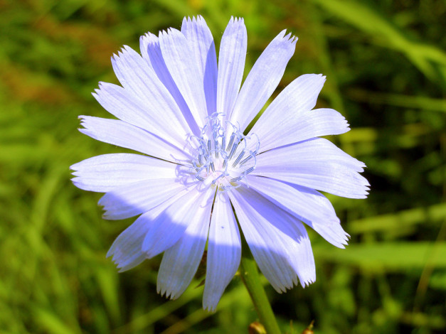 Обои картинки фото цветы, луговые, полевые