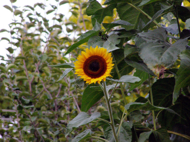 Обои картинки фото цветы, подсолнухи