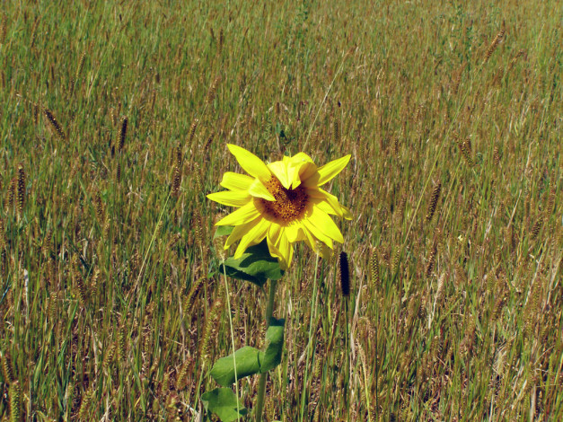 Обои картинки фото цветы, подсолнухи