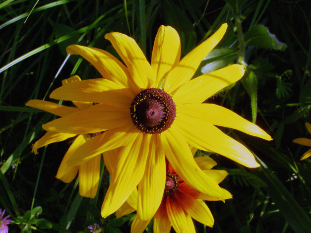 Обои картинки фото цветы, рудбекия