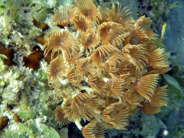 Обои картинки фото feather, worms, животные, морская, фауна