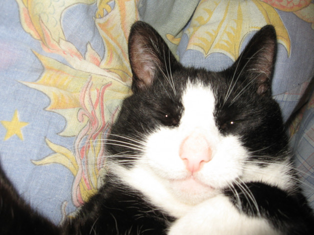 Обои картинки фото животные, коты