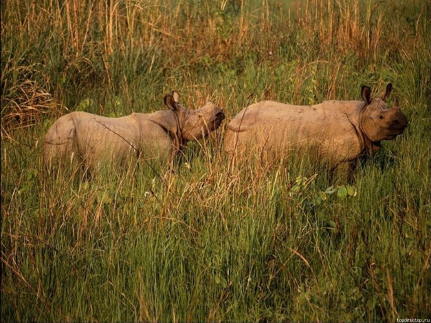 Обои картинки фото животные, носороги