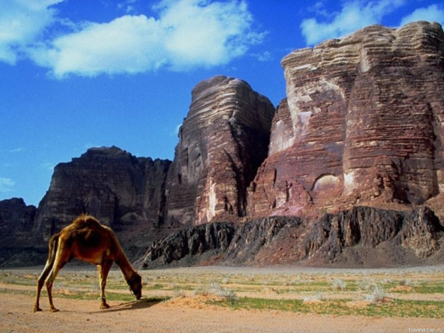 Обои картинки фото животные, верблюды