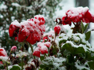 Картинка цветы герань