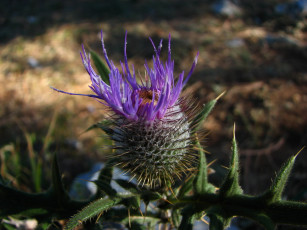 Картинка репей цветы Чертополох репейник