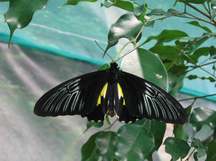 Картинка животные бабочки