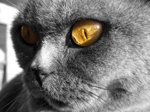 Картинка животные коты