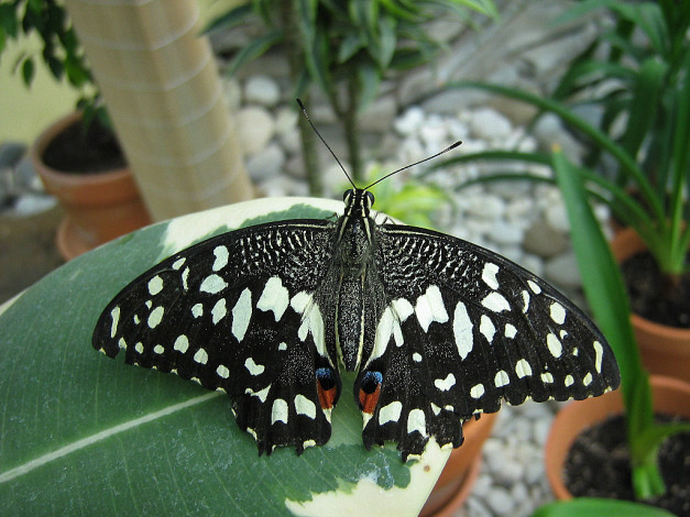 Обои картинки фото животные, бабочки