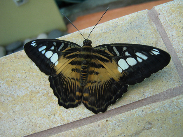 Обои картинки фото животные, бабочки