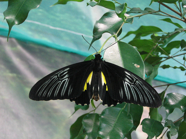 Обои картинки фото животные, бабочки