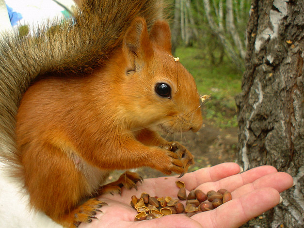 Обои картинки фото животные, белки