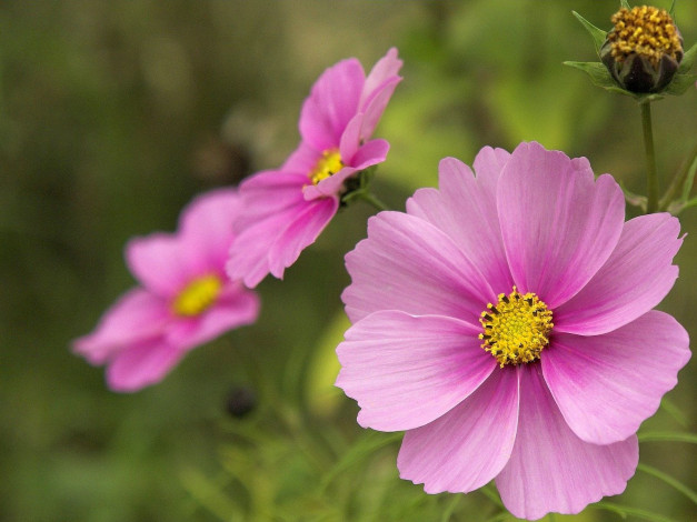 Обои картинки фото цветы, космея