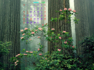 Картинка календари цветы