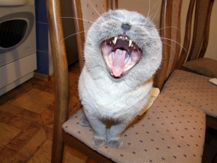 Картинка ya lka на приеме дантиста животные коты