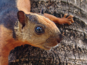 Картинка животные белки