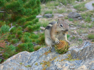 Картинка животные бурундуки