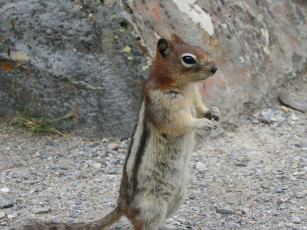 Картинка животные бурундуки