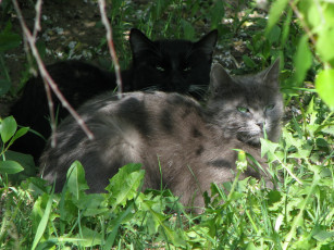 Картинка животные коты