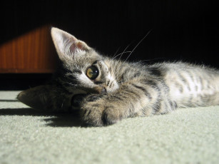 Картинка животные коты