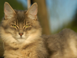 Картинка животные коты