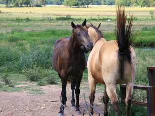 Картинка животные лошади