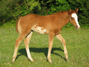 Картинка животные лошади