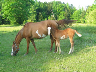 Картинка животные лошади