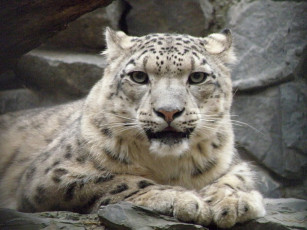 Картинка животные снежный барс ирбис