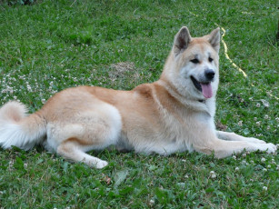 Картинка животные собаки