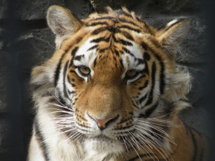 Картинка животные тигры