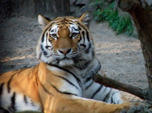 Картинка животные тигры