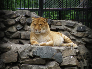 Картинка животные тигры