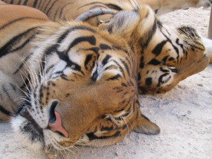 Картинка животные тигры